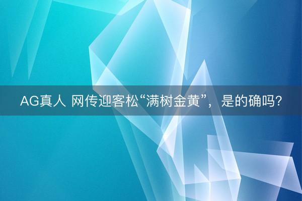 AG真人 网传迎客松“满树金黄”,是的确吗?